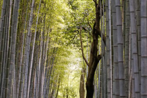 Bambuswald (bamboo grove) in Arashiyama, Kyoto