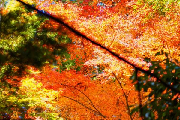 Herbstlaub beim Bamboo grove (Bambuswald) in Arashiyama, Kyoto