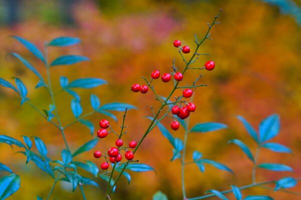 Foto von roten Beeren in Kyoto-West, Arashiyama