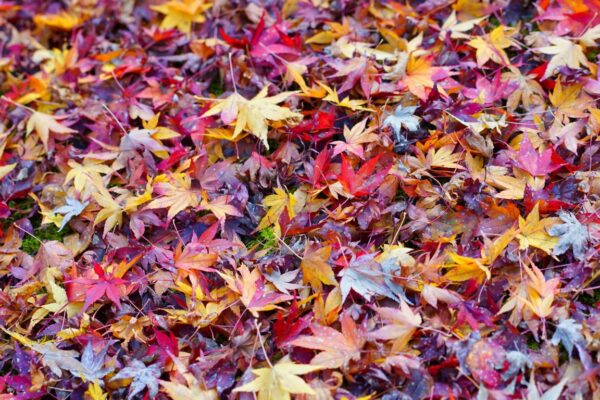 Foto von Herbstlaub in Kyoto-West, Arashiyama