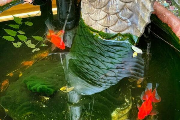 Foto von Goldfischen in einem Bottich in Arashiyama, Kyoto