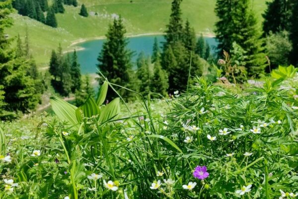 Foto von Hinterstockensee mit Blumen, Stockhorn im Berner Oberland.