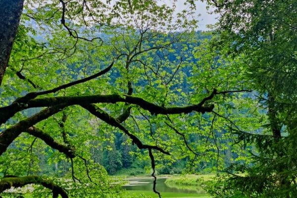 Foto von Bäumen beim Obersee.