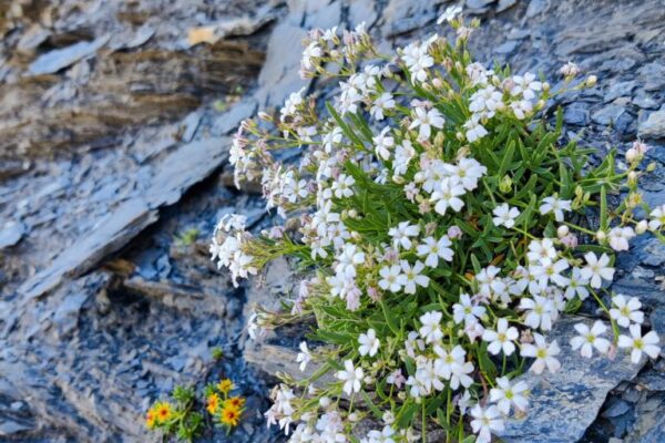 Foto von kriechendem Gipskraut (Gypsophila repens) beim Schwarzgrätli.