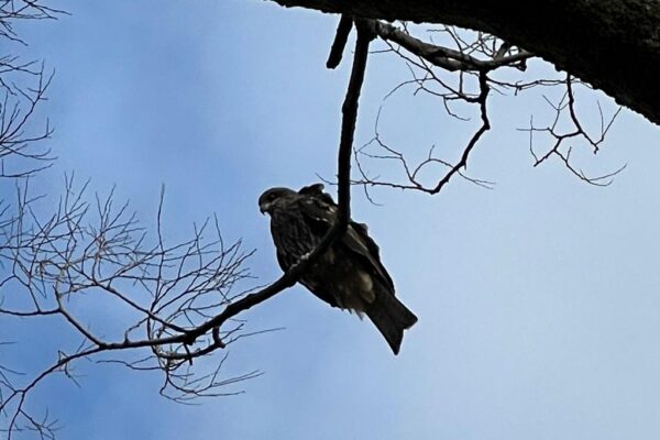 Schwarzmilan (black kite) von unten fotografiert auf einem Ast in Kyoto.