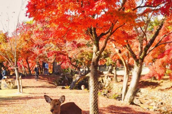 Foto von Sikahirsch unter rotem Ahornbaum, Nara Park, Japan