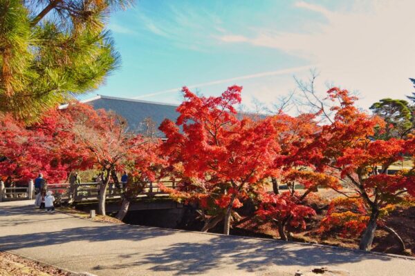 Foto von roten Ahornbäumen in Nara Park, Japan