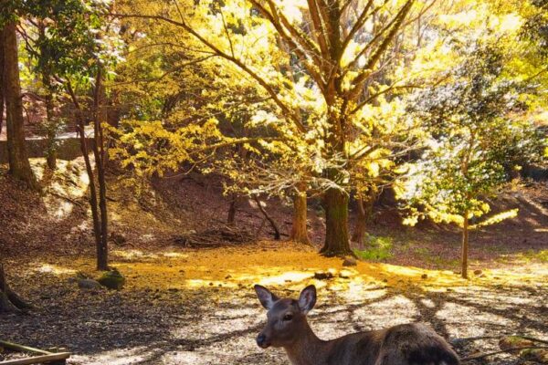 Foto von herbstlichem Ginkobaum und Sikahirsch, Nara Park, Japan