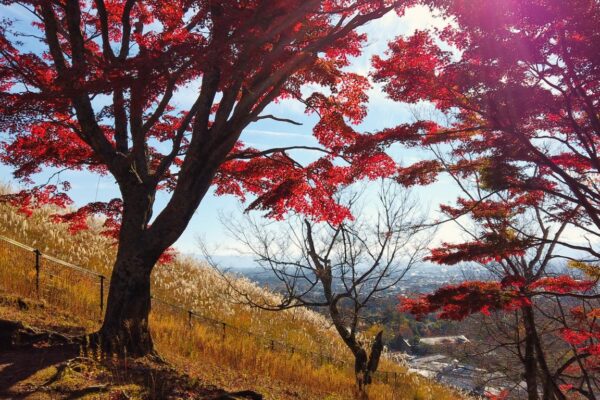 Foto von herbstlichen Ahornbäumen und Pampasgras am Mt. Wakakusa, Nara, Japan