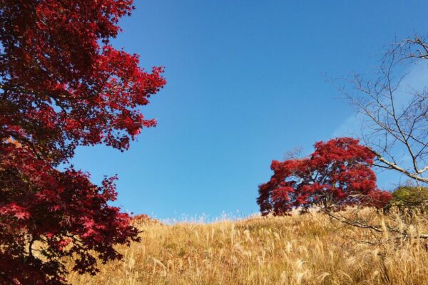 Foto von herbstlichen Ahornbäumen und Pampasgras am Mt. Wakakusa, Nara, Japan