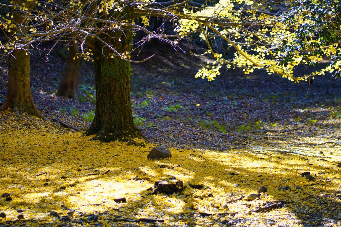 Foto von herbstlichem Laub und Gingkobaum, Nara Park, Japan