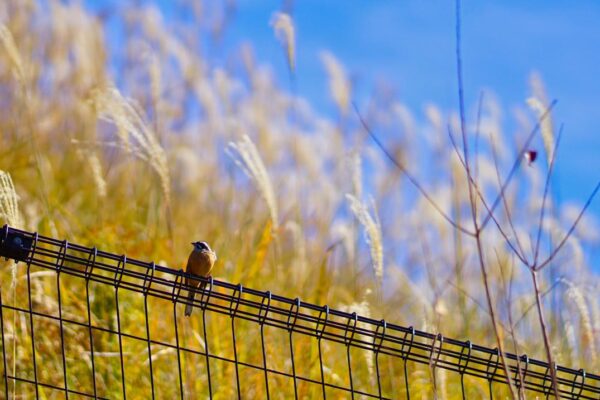 Foto von buntem Vogel vor Pampasgras, Mt. Wakakusa, Japan