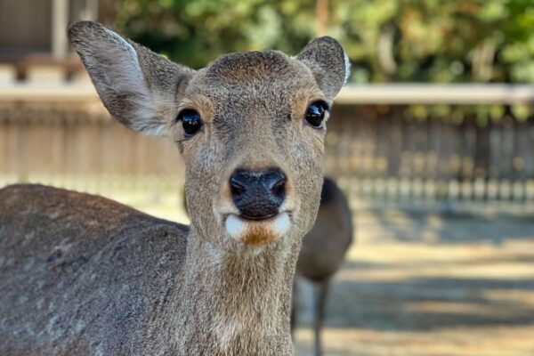 Portraitfoto Sikahirsch in Nara Park, Japan