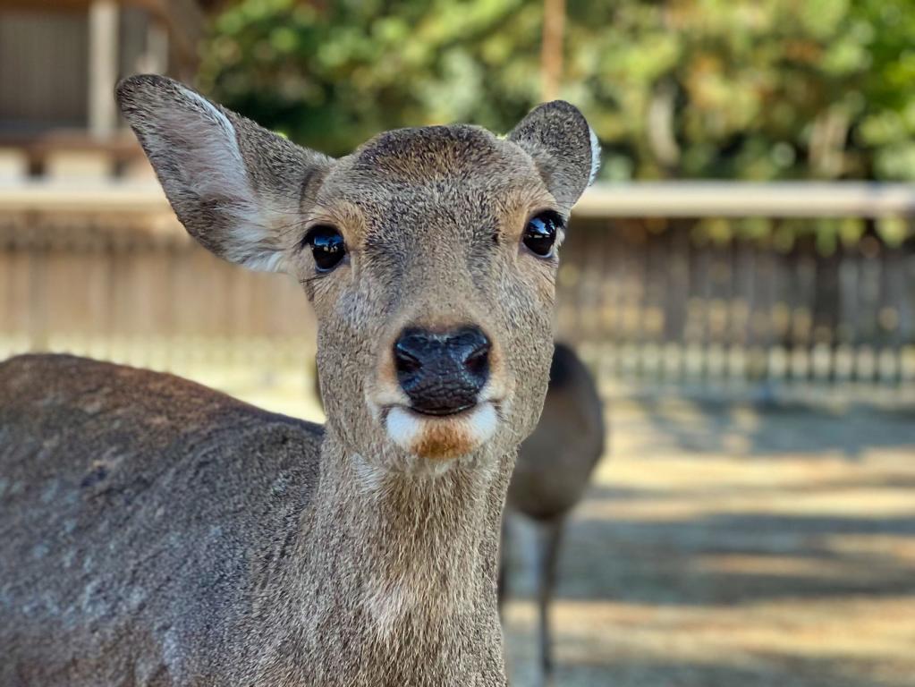 Portraitfoto Sikahirsch in Nara Park, Japan