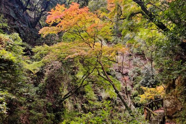 Foto von herbstlich gefärbten Bäumen bei Kobe am Nunobiki Wasserfall