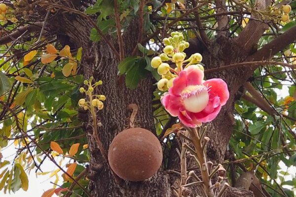 Kanonenkugelbaum (Couroupita guianensis) mit charakteristischen Kugel-Früchten und riesiger Blüte.