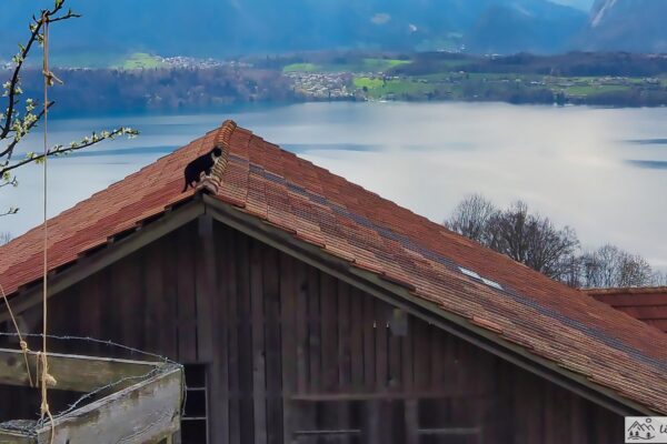 Haus mit Thuner See im Hintergrund und einer Katze auf dem Dach