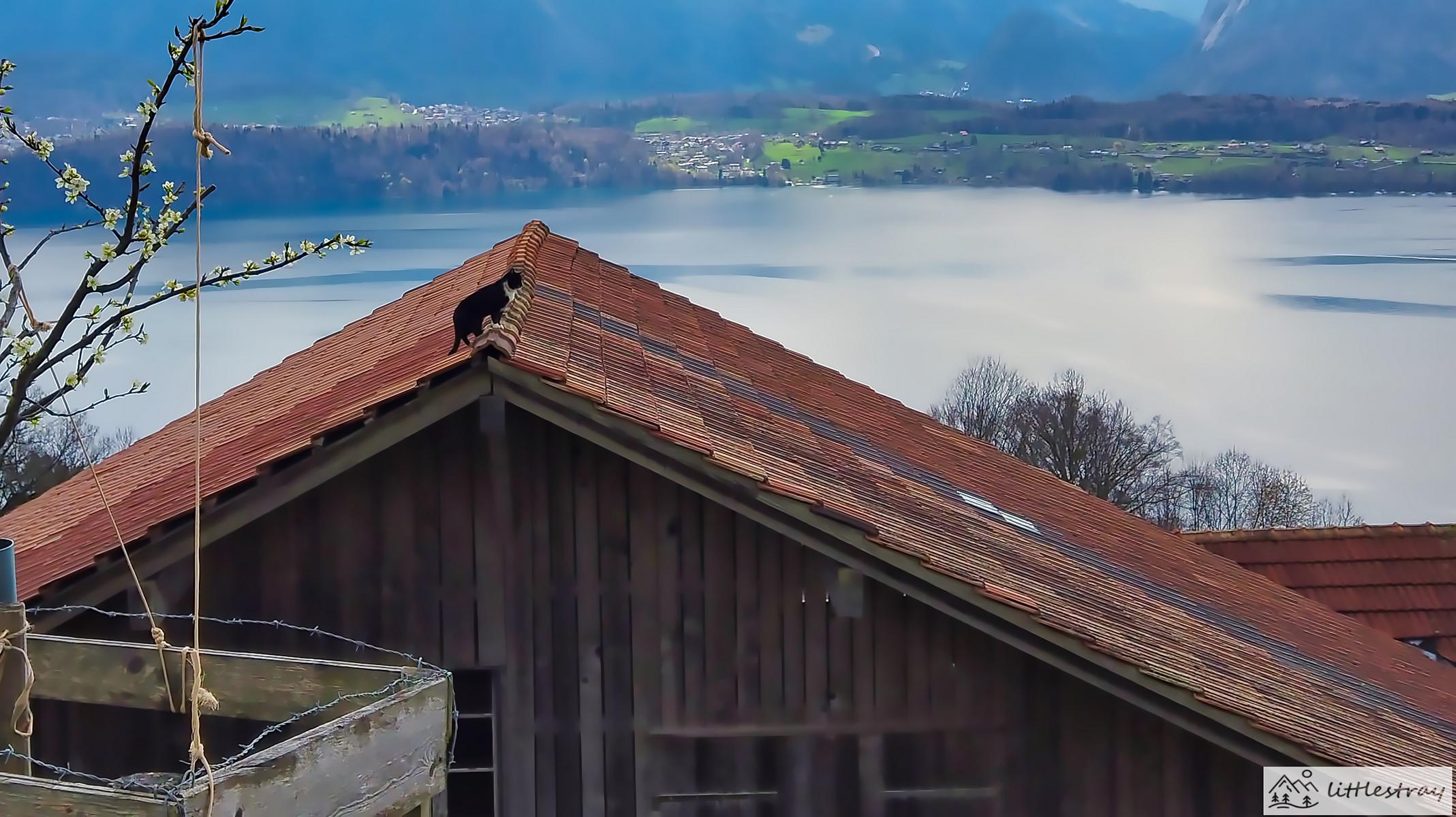 Haus mit Thuner See im Hintergrund und einer Katze auf dem Dach