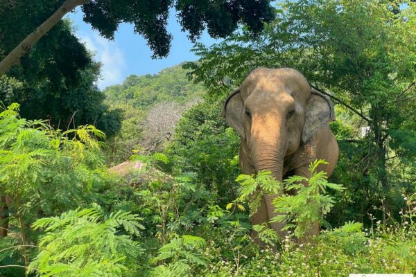 Indischer Elefant von vorne aufgenommen zwischen Büschen und Bäumen stehend auf Koh Samui, Südthailand, southern thailand