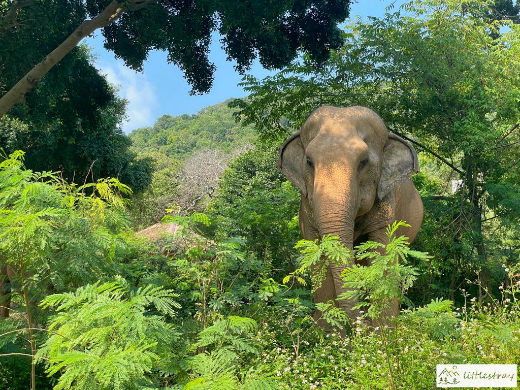 Indischer Elefant von vorne aufgenommen zwischen Büschen und Bäumen stehend auf Koh Samui, Südthailand, southern thailand