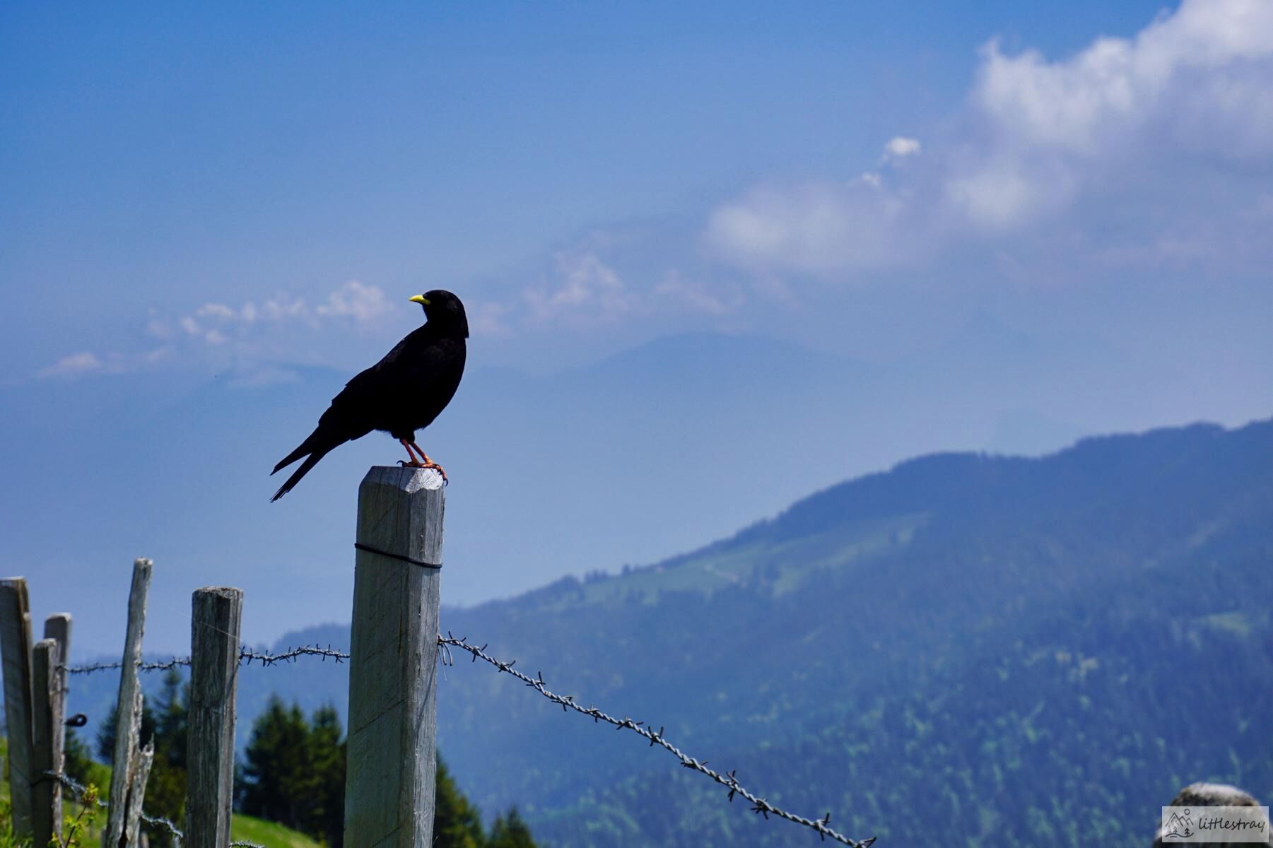 Alpendohle auf einem Holzpfosten mit Bergen im Hintergrund.