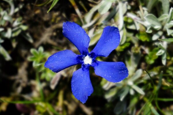 Frühlings-Enzian (Gentiana verna), knallblaue Blüte von oben fotofrafiert
