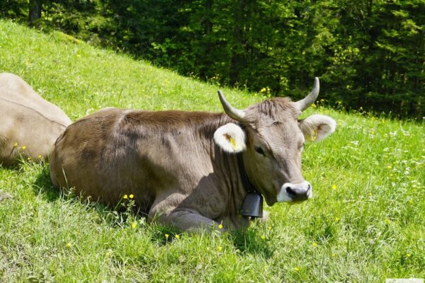 Braune Kuh mit Glocke, liegend auf einer Almwiese