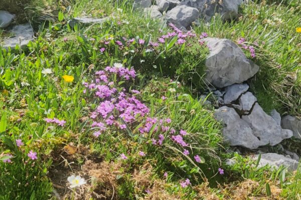 Klewenalp Gitschenen Bunte Bergblumen