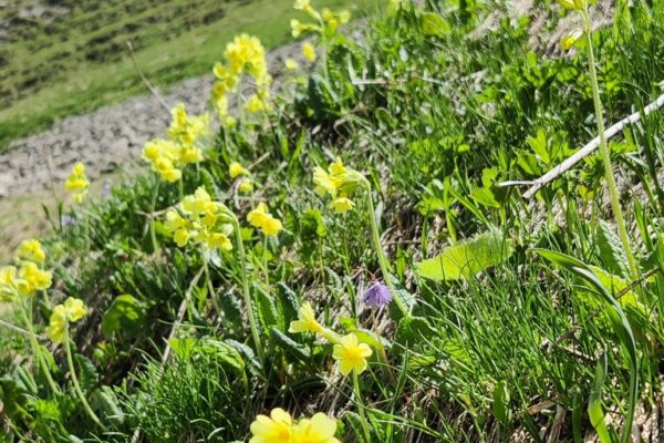 Klewenalp Gitschenen Schlüsselblumen am Wanderweg