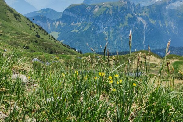 Klewenalp Gitschenen Gräser und Blumen im Vordergrund, Isenthal im Hintergrund.