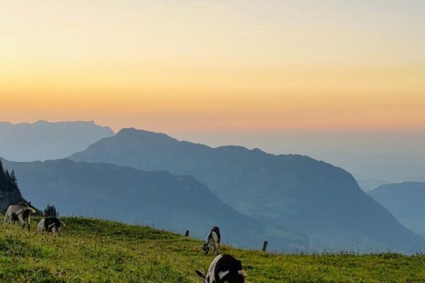 Ziegen im Abendrot auf der Alp Oberfeld