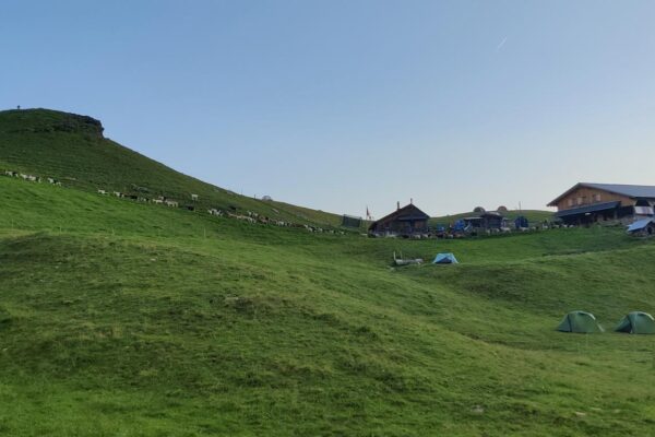 Ziegenherde am Morgen auf der Alp Oberfeld